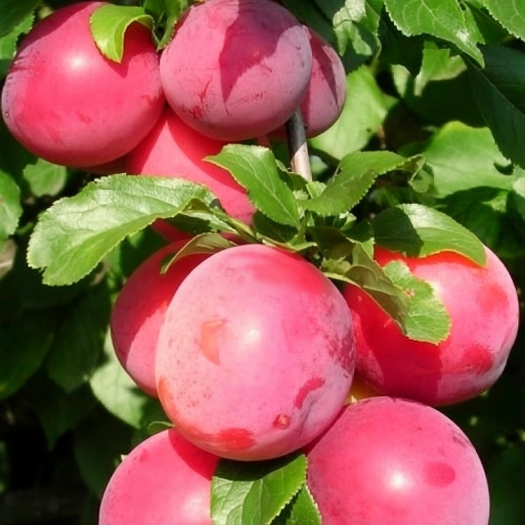 На фото: /images/alycha/0ct5paei1vvlllh_682cbfb.jpg /images/alycha/0ct5paei1vvlllh_682cbfb.jpg
