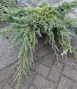 Саженец: Можжевельник Блю Карпет (Juniperus squamata Blue Carpet) Можжевельник Блю Карпет (Juniperus squamata Blue Carpet)