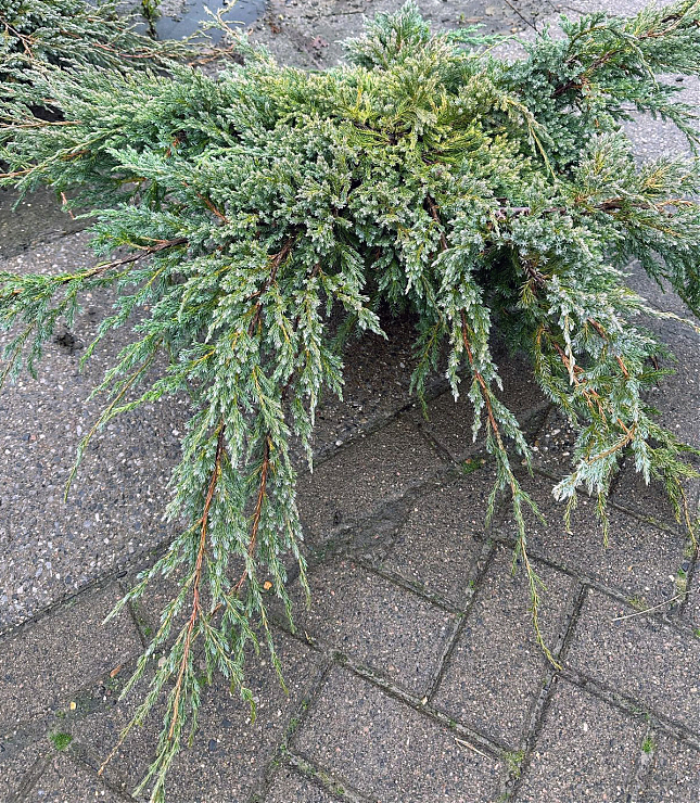 Саженец: Можжевельник Блю Карпет (Juniperus squamata Blue Carpet) , фото 1