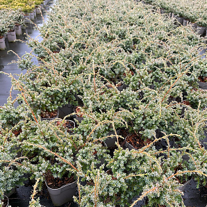 Саженец: Можжевельник Блю Альпс (Juniperus chinensis Blue Alps) Можжевельник Блю Альпс (Juniperus chinensis Blue Alps)