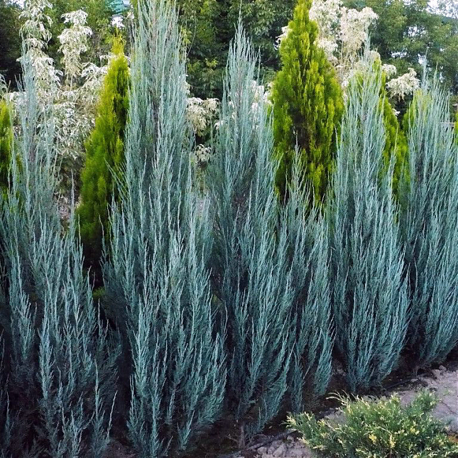 Саженец: Можжевельник Блю Эрроу (Juniperus scopulorum Blue Arrow), фото 1