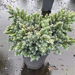 Саженец: Можжевельник Блю Свид (Juniperus squamata Blue Swede) Можжевельник Блю Свид (Juniperus squamata Blue Swede)