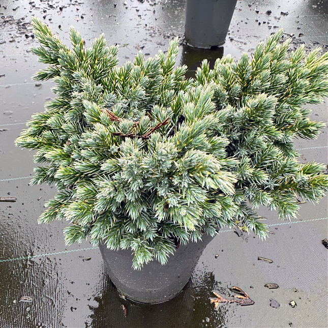 Саженец: Можжевельник Блю Свид (Juniperus squamata Blue Swede) , фото 1