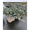 Саженец: Можжевельник Блю Свид (Juniperus squamata Blue Swede) , фото 3