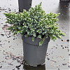 Саженец: Можжевельник Блю Свид (Juniperus squamata Blue Swede) , фото 2