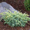 Саженец: Можжевельник Холгер (Juniperus squamata Holger), фото 3