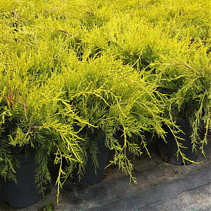 Саженец: Можжевельник Олд голд (Juniperus pfitzeriana Old Gold) Можжевельник Олд голд (Juniperus pfitzeriana Old Gold)