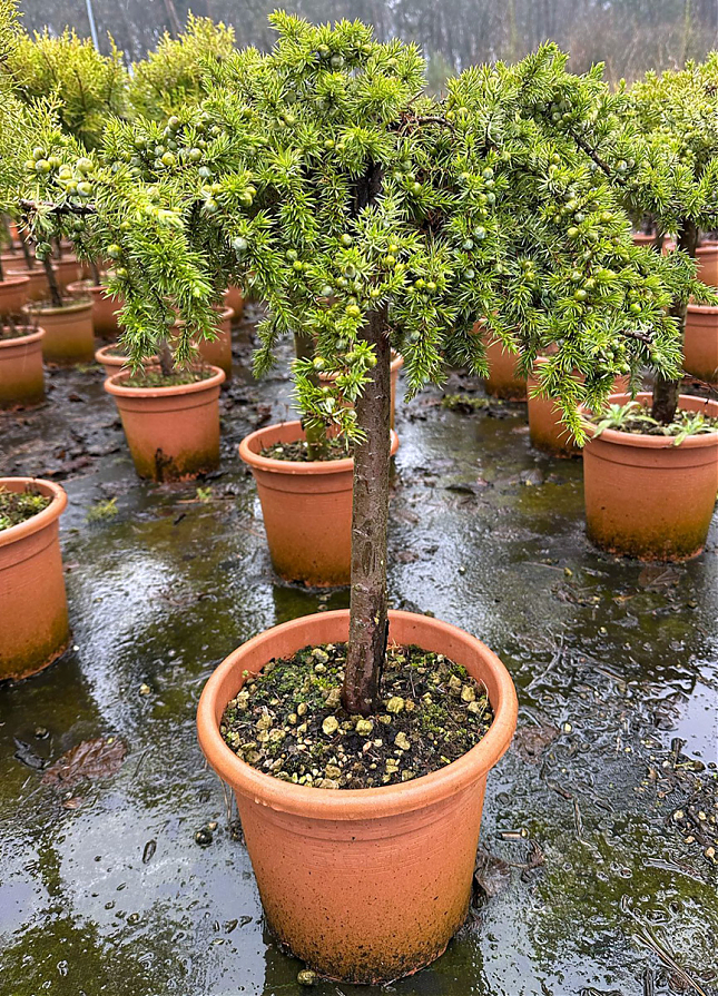 Саженец: Можжевельник на штамбе Блю Пасифик (Juniperus conferta Blue Pacific) , фото 1