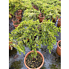 Саженец: Можжевельник на штамбе Блю Пасифик (Juniperus conferta Blue Pacific) , фото 2