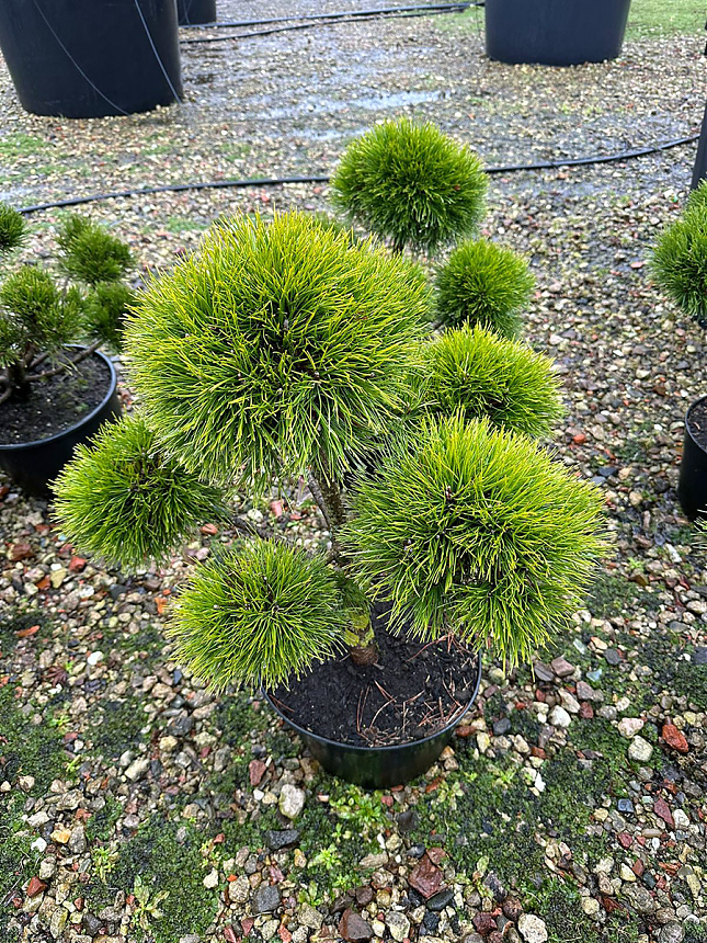 Саженец: Бонсай сосна (Pinus uncinata bonsai), фото 1