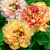 Саженец: Пион Лоллипоп  (Paeonia Lollipop) (3 года), фото 2