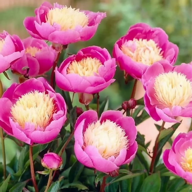 Саженец: Пион  Боул оф Бьюти  (Bowl of Beauty), фото 1