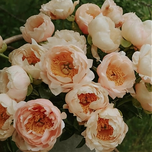 Пион Кингс Дей (King's Day)
