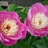 Саженец: Пион  Боул оф Бьюти  (Bowl of Beauty), фото 2