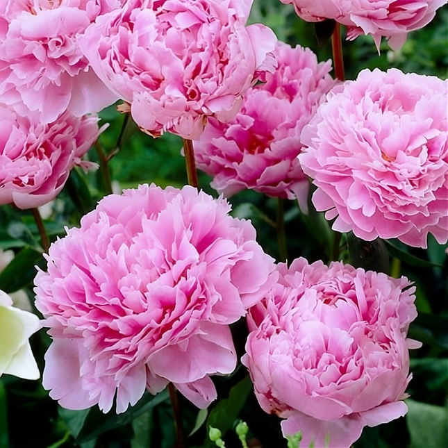 Саженец: Пион Сара Бернар (Sarah Bernhardt), фото 1