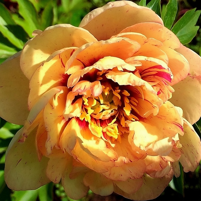 Саженец: Пион Лоллипоп  (Paeonia Lollipop) (3 года), фото 1