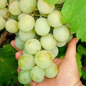Виноград «Кеша»