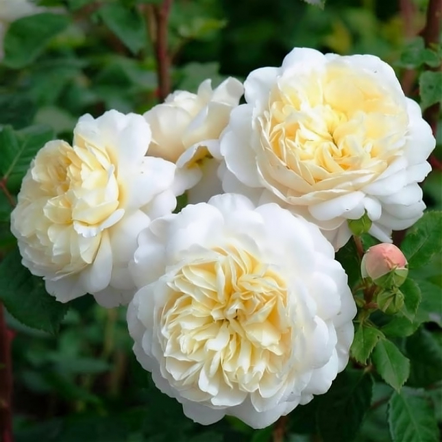 Саженец: Роза английская  «Крокус Роуз  (Crocus Rose)», фото 1