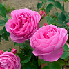 Саженец: Роза английская « Гертруд Джекилл (Gertrude Jekyll »), фото 2