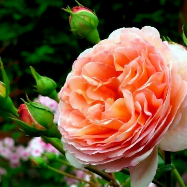 Саженец: Роза английская  « Абрахам Дерби   (Abraham Darby)», фото 1
