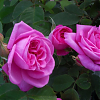 Саженец: Роза английская « Гертруд Джекилл (Gertrude Jekyll »), фото 3