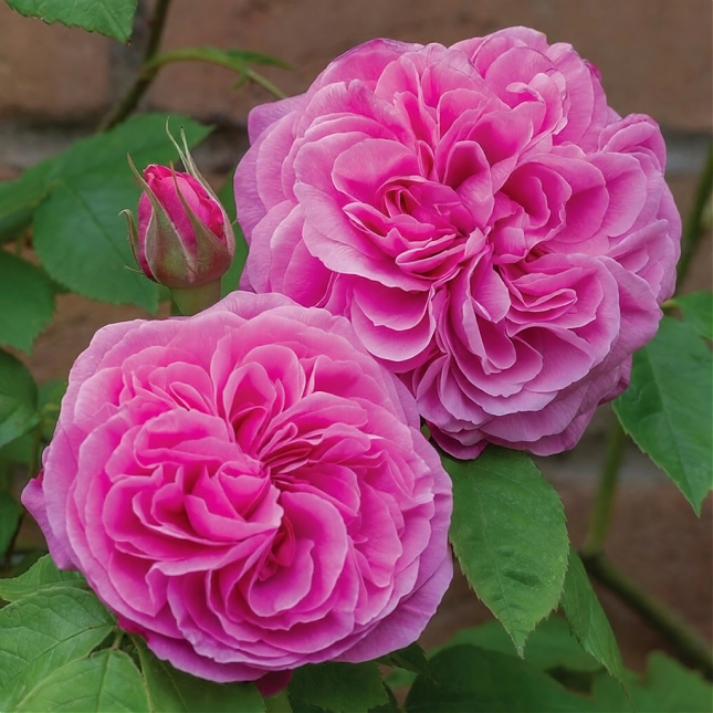 Саженец: Роза английская « Гертруд Джекилл (Gertrude Jekyll »), фото 1
