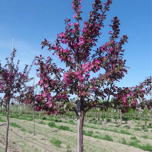 Саженец: Яблоня краснолистная Скарлет, фото 1