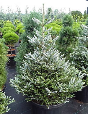 Саженец: Пихта Сильберлок (Abies koreana Silberlocke) Пихта Сильберлок (Abies koreana Silberlocke)