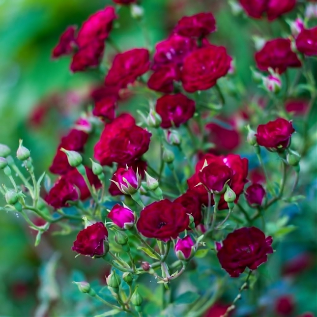Саженец: Роза почвопокровная  « Ред Вельвет (Red Velvet)», фото 1