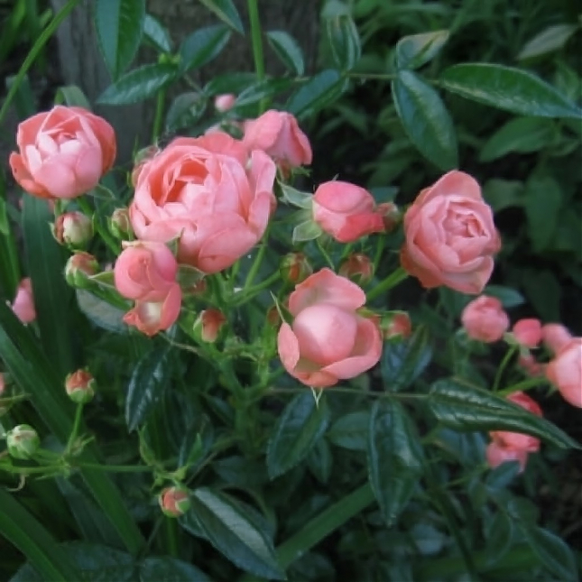 Саженец: Роза миниатюрная    «Пинк Морсдаг (Pink Morsdag )», фото 1