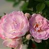 Саженец: Роза миниатюрная    «Пинк Морсдаг (Pink Morsdag )», фото 4