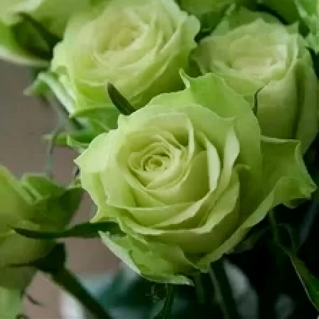 Саженец: Роза спрей « Грин Глоу (Green Glow)», фото 1