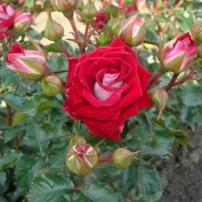 Саженец: Роза спрей  « Руби Стар ( Ruby Star)», фото 1
