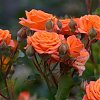 Саженец: Роза спрей «  Алегрия (Alegria)», фото 2