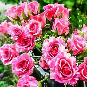 Саженец: Роза спрей « Пинк Флеш ( Pink Flash) » Роза спрей « Пинк Флеш ( Pink Flash) »