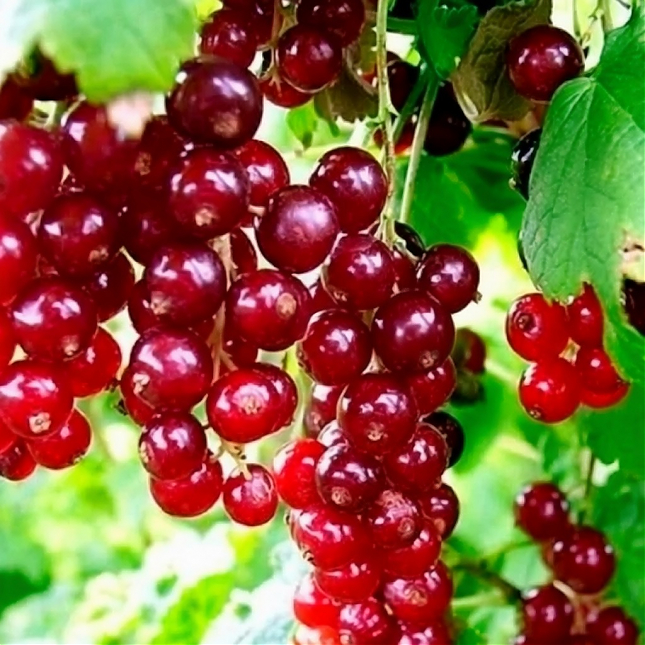 Саженец: Смородина красная «Вишневая», фото 1