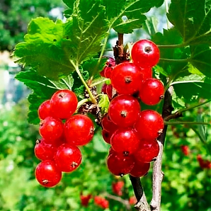 Смородина красная «Сахарная»