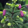 Саженец: Ель Акрокона (Picea abies Acrocona), фото 2