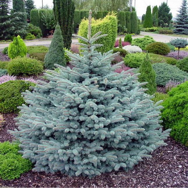 Саженец: Ель Глаука Глобоза (Picea Glauca Globosa), фото 1