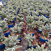 Саженец: Ель Глаука Глобоза (Picea Glauca Globosa), фото 3