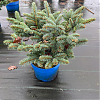 Саженец: Ель Глаука Глобоза (Picea Glauca Globosa), фото 2