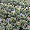 Саженец: Ель Карел (Picea omorika Karel), фото 2