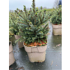 Саженец: Ель Карел (Picea omorika Karel), фото 3