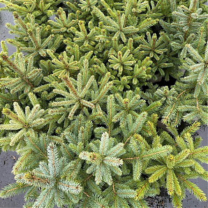Саженец: Ель Супер Блю (Picea Super Blue) Ель Супер Блю (Picea Super Blue)