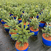 Саженец: Ель Супер Блю (Picea Super Blue), фото 3