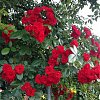 Саженец: Роза штамбовая « Скарлет Мейяндекор (Scarlet Meillandecor) », фото 4