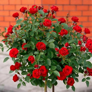 Саженец: Роза штамбовая « Скарлет Мейяндекор (Scarlet Meillandecor) » Роза штамбовая « Скарлет Мейяндекор (Scarlet Meillandecor) »
