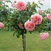 Саженец: Роза штамбовая « Абрахам Дерби (Abraham Darby)», фото 4
