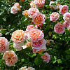 Саженец: Роза штамбовая « Абрахам Дерби (Abraham Darby)», фото 3