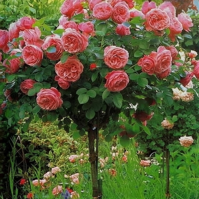 Саженец: Роза штамбовая « Абрахам Дерби (Abraham Darby)», фото 1